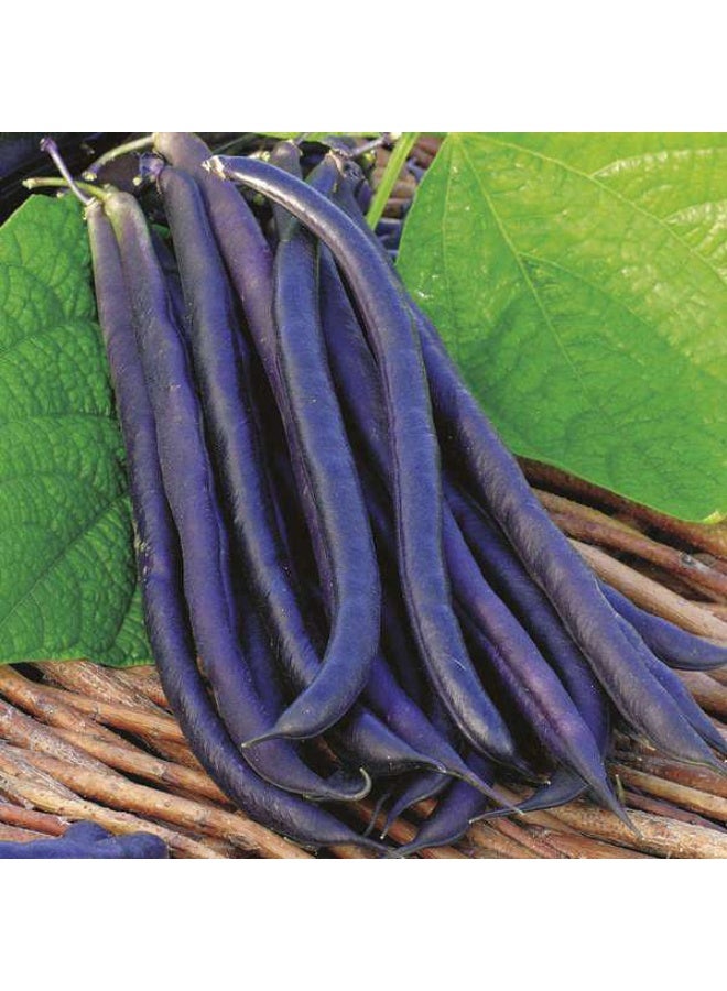 Dwarf Beans Purple Queen Vegetable Seeds