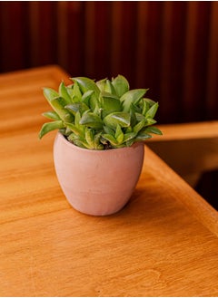 Natural plant