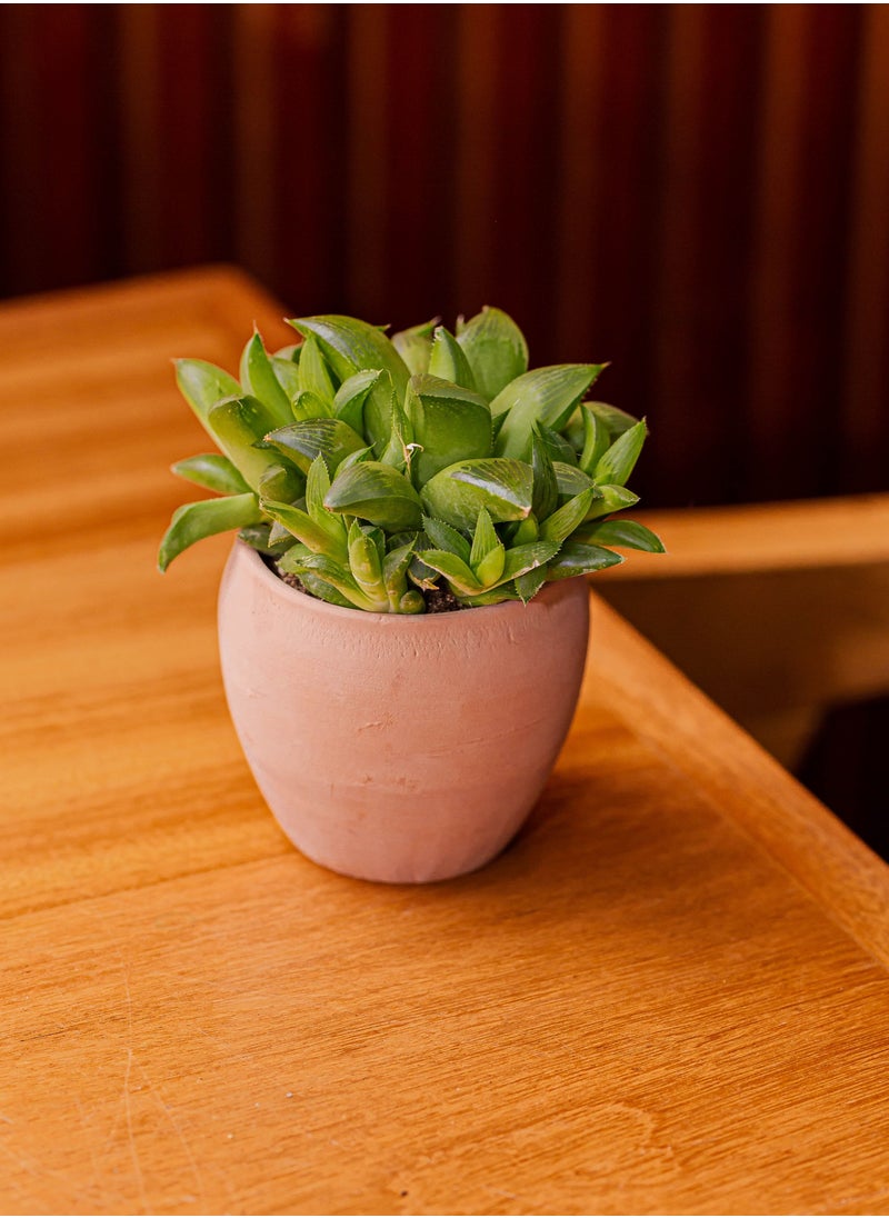 Hush - Natural plant - Image 1