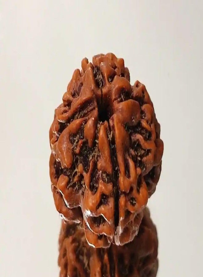IRIS GEMS 4 Face Rudraksha Original Certified Small Natural चार मुखी रुद्राक्ष ओरिजनल Rudraksha 4 Mukhi Nepal Char Mukhi Rudraksha Nepali AAA Rated with Pendant Or Laal Dori for Men & Women by IRIS GEMS - Image 2