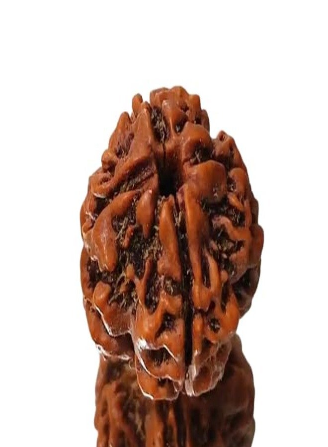 IRIS GEMS 4 Face Rudraksha Original Certified Small Natural चार मुखी रुद्राक्ष ओरिजनल Rudraksha 4 Mukhi Nepal Char Mukhi Rudraksha Nepali AAA Rated with Pendant Or Laal Dori for Men & Women by IRIS GEMS - Image 3