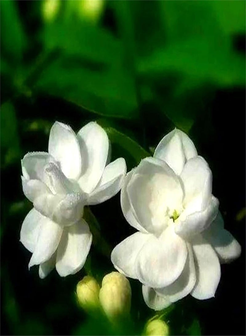 GGOOT Rare Growing Jasmine Seeds for Planting Now Flowers Perennial Seeds Perrenial Seeds Flower Seeds Packets Bulk-200 pcs - Image 1