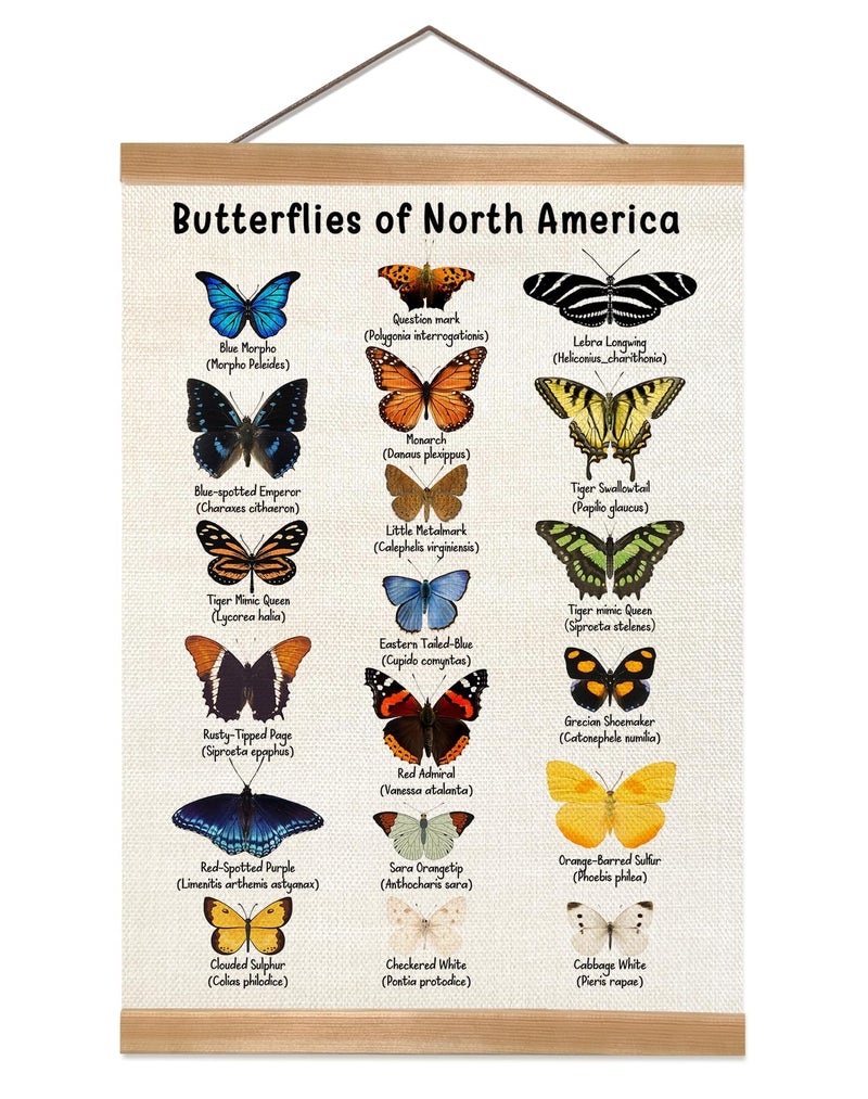 ZTGDA Vintage Butterfly Poster, North American Butterfly Wall Decor,Educational Linen Wall Art with Wood Frame, Nature Learning Hanging Banner for Homeschool, Classroom, Nursery, or Playroom Decor,12x16inch - Image 1