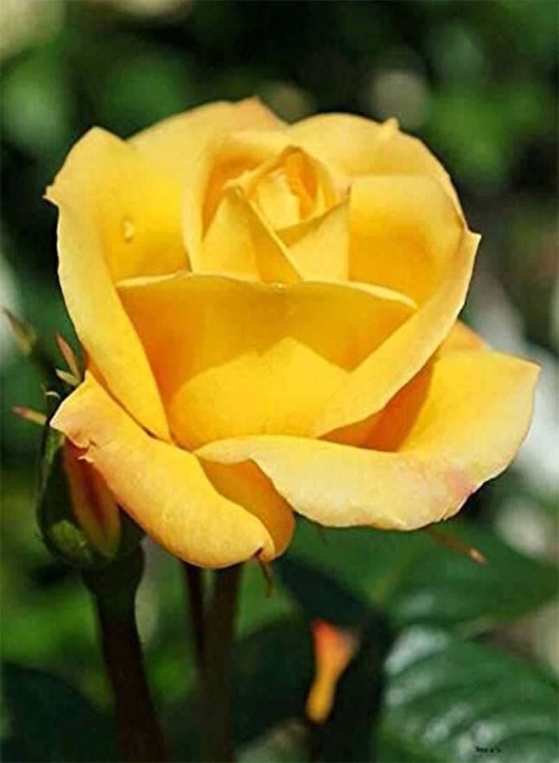 جي جوت بذور زهرة الورد الأصفر، أزهار جميلة لزراعة بذور حديقة المنزل من شركة Heavy Torch (50 بذرة) - Image 4