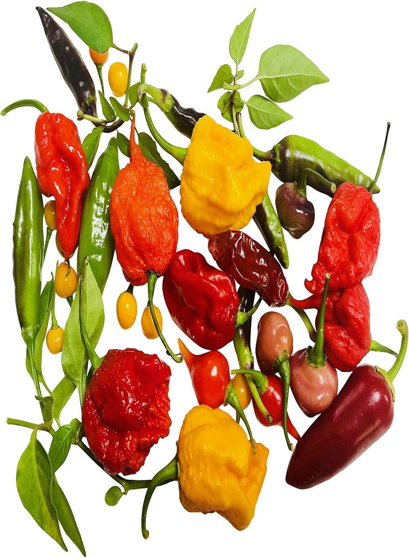 GGOOT Ultra Hot Mix Peppers -Chili Mix- Hot Pepper -> 50 Seeds by -Samenchilishop-
