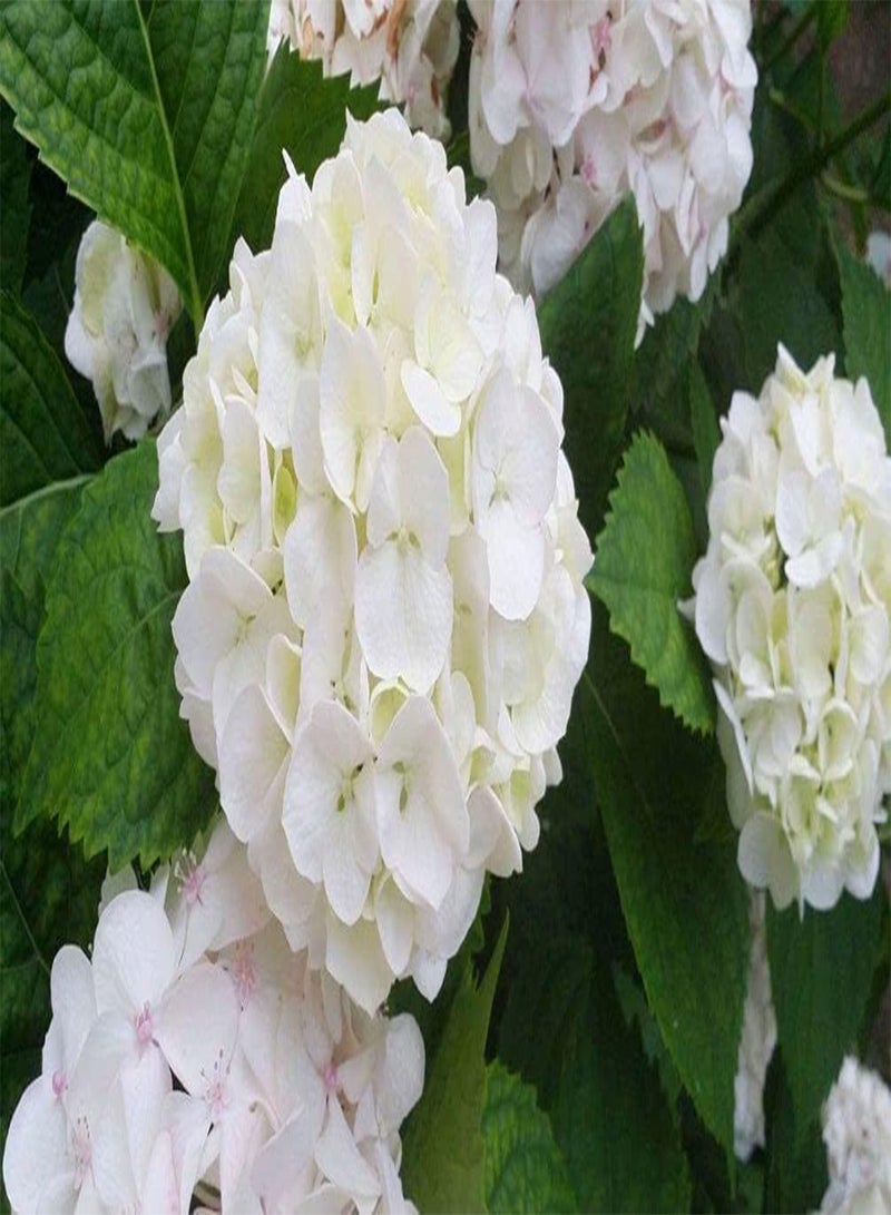 جي جوت بذور زهرة نادرة 50 قطعة بذور الكوبية بألوان مختلطة بذور نبات زهرة - Image 4