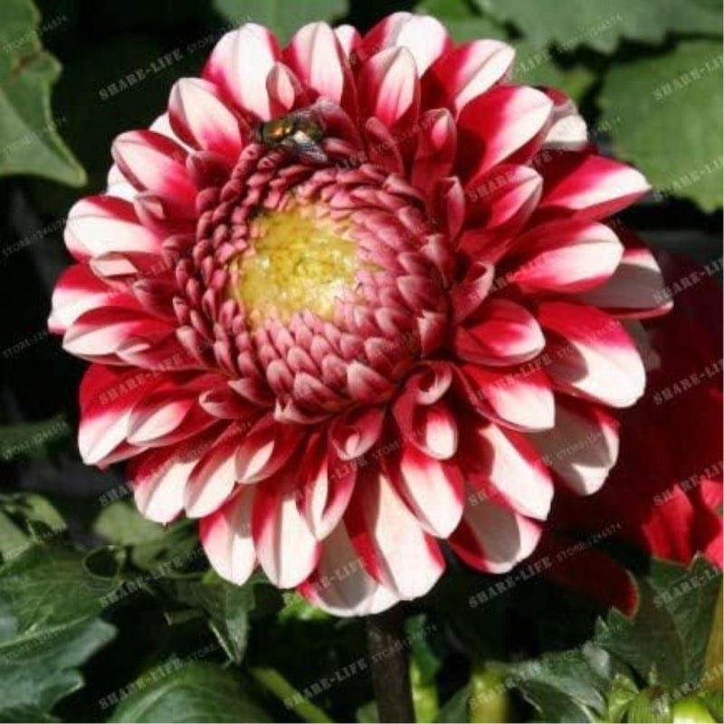 10pcs Gorgeous Rare Rainbow Dahlia Seed Chinese Peony Seed Flower Seed 24 Colors to Choose for Home Garden Plantting - (Color: 22)