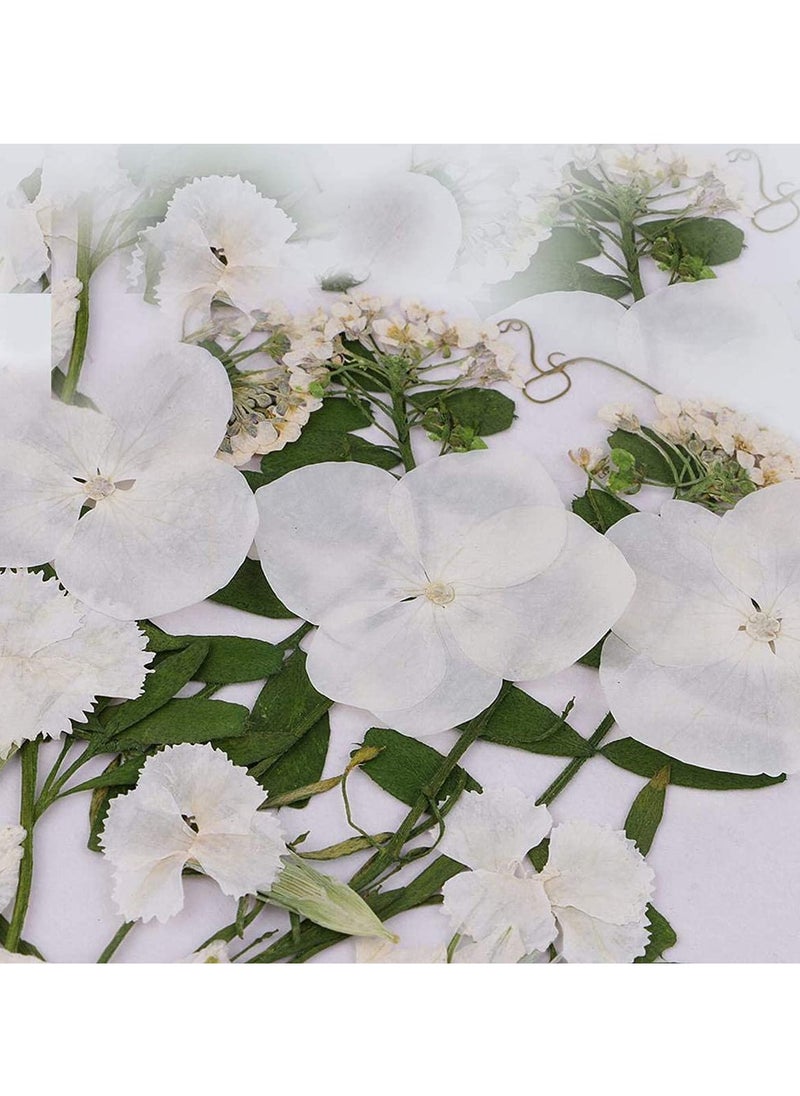 SYOSI Dried Flowers Pressed Natural Colorful Pressed Flowers Daisies Assorted Dried Flowers Leaves Petals Floral Decors DIY Crafts, for Resin epoxy Silicone Mold Production  - Image 4