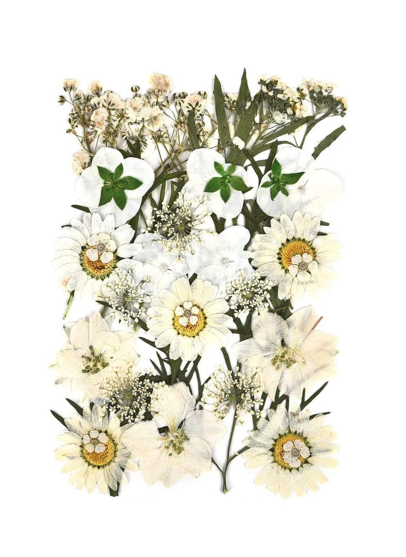 SYOSI Dried Flowers Pressed Natural Colorful Pressed Flowers Daisies Assorted Dried Flowers Leaves Petals Floral Decors DIY Crafts, for Resin epoxy Silicone Mold Production  - Image 2