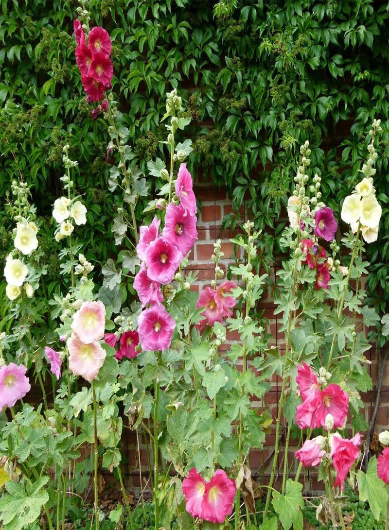 GGOOT Hollyhocks Single Mixed 'Alcea rosea' Seeds - 10 Organic Untreated Flower Seed - Image 1
