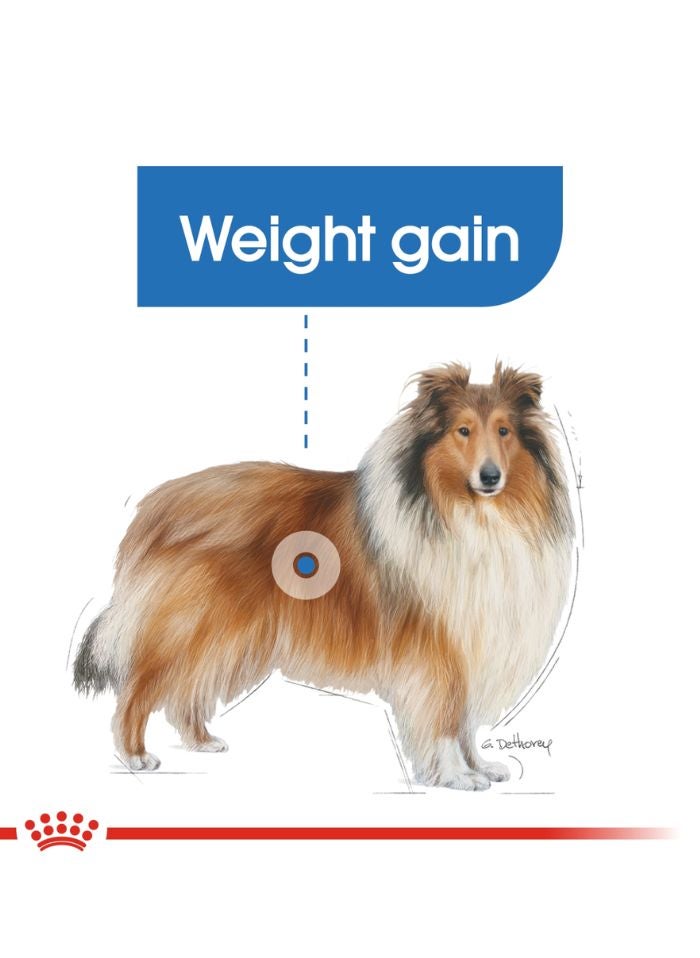 ROYAL CANIN رعاية الكلاب للتغذية ماكسي لايت ويغت كير 12 كجم - Image 3