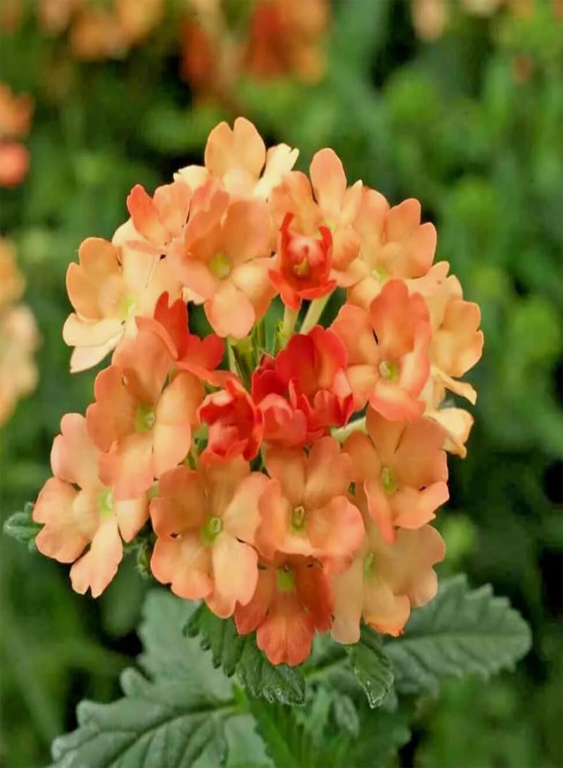GGOOT 1 Pack of 80 SEEEDS Verbena hybrida Nana compacta Apricot