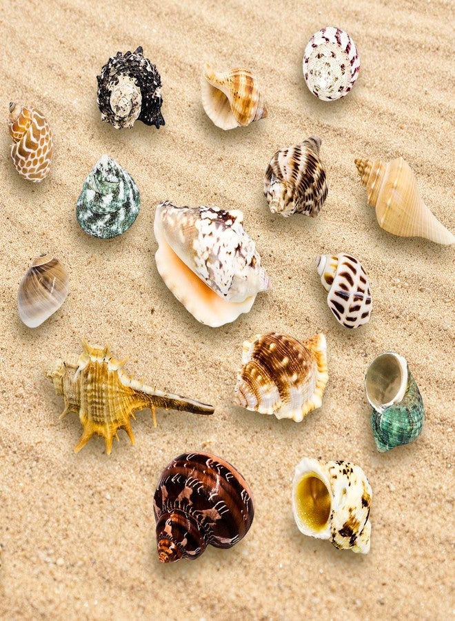 ECVLRTK 15 Pcs of Medium and Large Hermit Crab Shells Natural Conch Size 1.6-3.5 in, Opening Size 0.6-1.8in. Growth Turbo Shells Suitable for Natural Hermit Crab Supplies Conch Ornaments - Image 3
