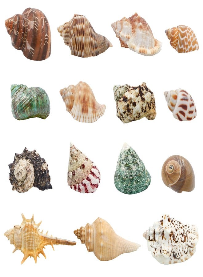 ECVLRTK 15 Pcs of Medium and Large Hermit Crab Shells Natural Conch Size 1.6-3.5 in, Opening Size 0.6-1.8in. Growth Turbo Shells Suitable for Natural Hermit Crab Supplies Conch Ornaments - Image 1