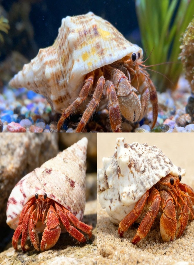 ECVLRTK 15 Pcs of Medium and Large Hermit Crab Shells Natural Conch Size 1.6-3.5 in, Opening Size 0.6-1.8in. Growth Turbo Shells Suitable for Natural Hermit Crab Supplies Conch Ornaments - Image 4