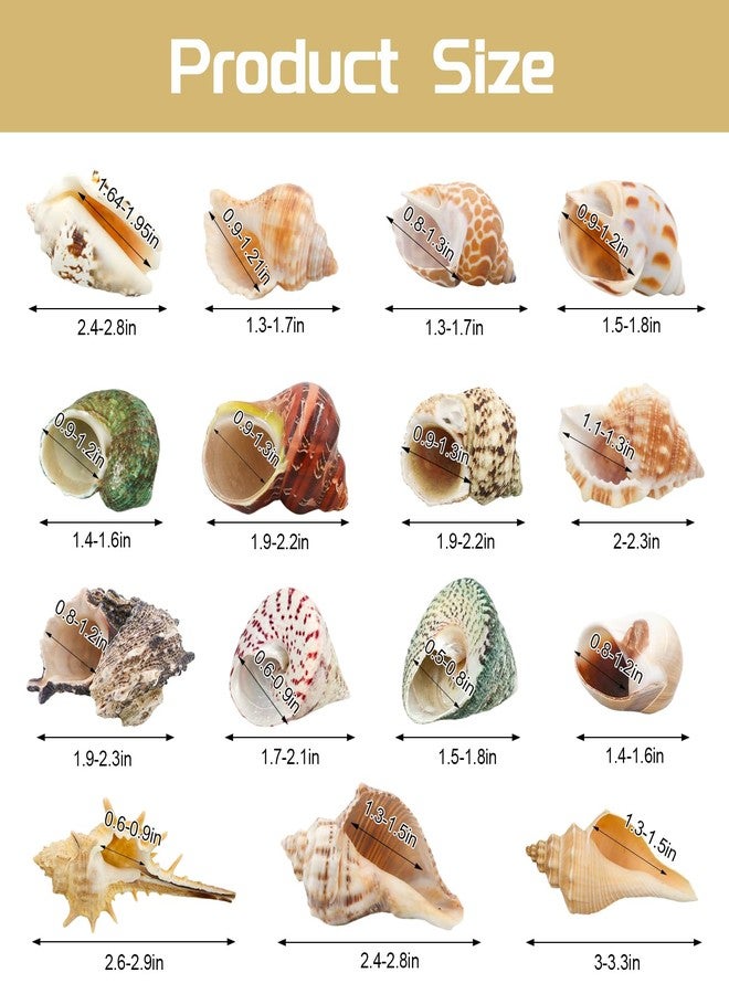 ECVLRTK 15 Pcs of Medium and Large Hermit Crab Shells Natural Conch Size 1.6-3.5 in, Opening Size 0.6-1.8in. Growth Turbo Shells Suitable for Natural Hermit Crab Supplies Conch Ornaments - Image 2