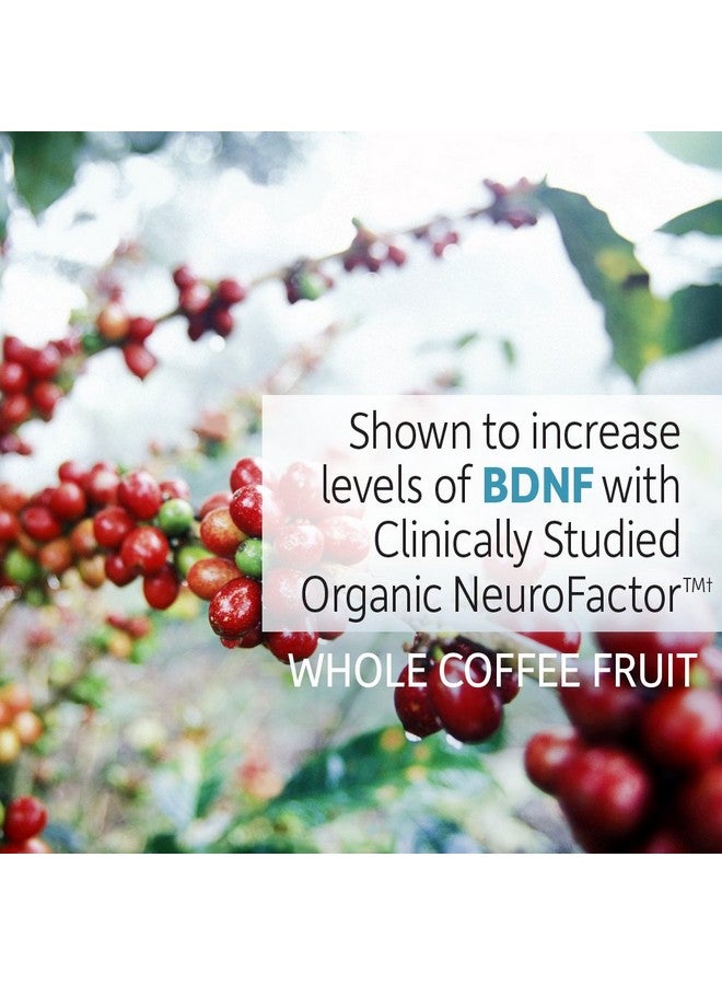 Garden of Life Dr. Formulated Brain Health Memory & Focus for Adults 40+, 60 Count - Image 3