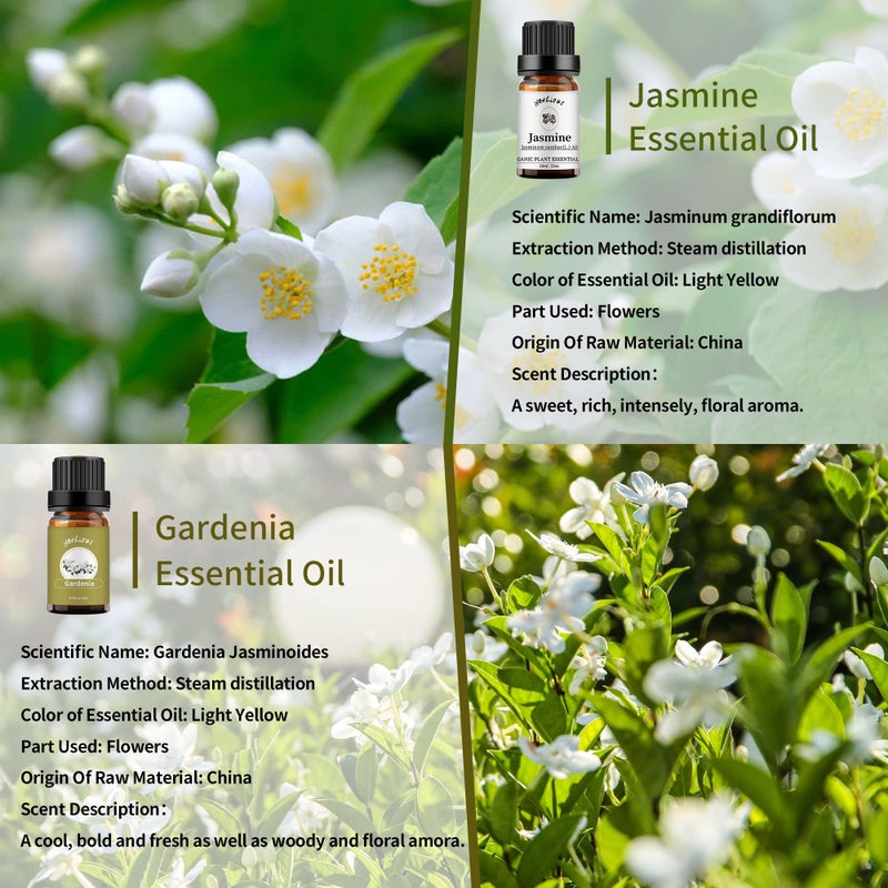 yethious Jasmine Gardenia Essential Oil Set 100% Pure Gardenia Fragance Oil Jasmine Aromatherapy Oils for Diffuser - 2 Pack 10ML - Image 2