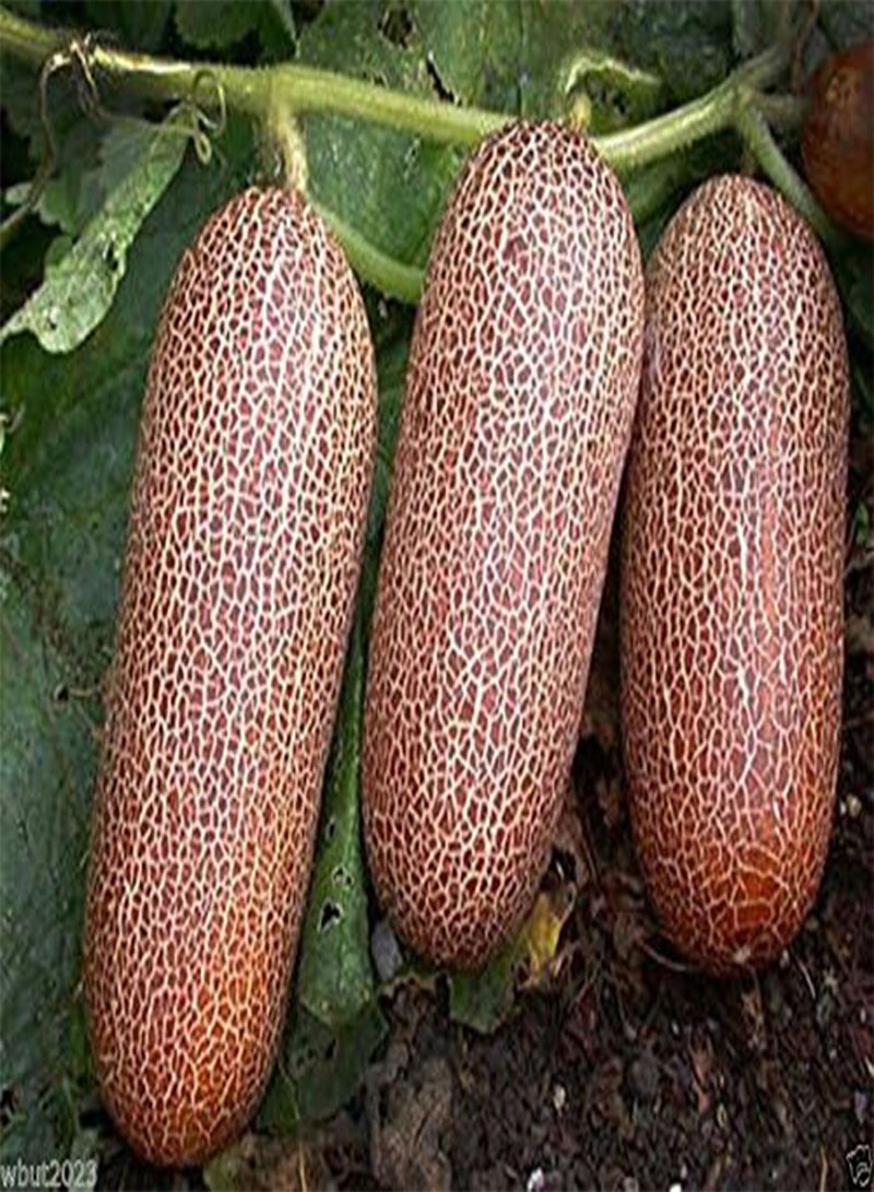 جي جوت بذور خيار بونا خيرا - ملقحة - عضوية - غير معدلة وراثيًا -