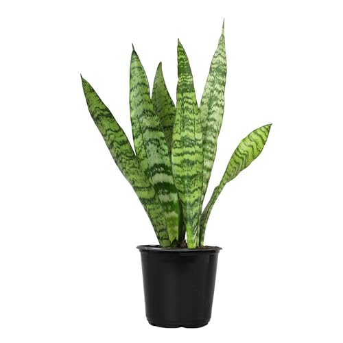 Plants for Pets Live Snake Plant, Sansevieria Zeylanica, Indoor House Plant in Pot, Mother in Law Tongue Sansevieria Plant Live, Potted Succulent Plant, Fully Rooted Houseplant in Potting Soil by Plants for Pets - Image 1