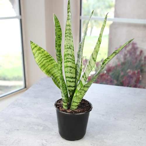 Plants for Pets Live Snake Plant, Sansevieria Zeylanica, Indoor House Plant in Pot, Mother in Law Tongue Sansevieria Plant Live, Potted Succulent Plant, Fully Rooted Houseplant in Potting Soil by Plants for Pets - Image 4