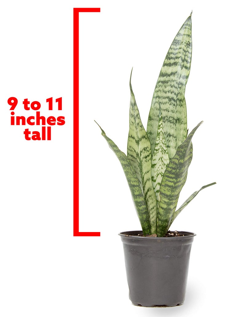 Plants for Pets Live Snake Plant, Sansevieria Zeylanica, Indoor House Plant in Pot, Mother in Law Tongue Sansevieria Plant Live, Potted Succulent Plant, Fully Rooted Houseplant in Potting Soil by Plants for Pets - Image 2