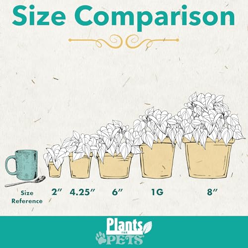 Plants for Pets Live Snake Plant, Sansevieria Zeylanica, Indoor House Plant in Pot, Mother in Law Tongue Sansevieria Plant Live, Potted Succulent Plant, Fully Rooted Houseplant in Potting Soil by Plants for Pets - Image 3