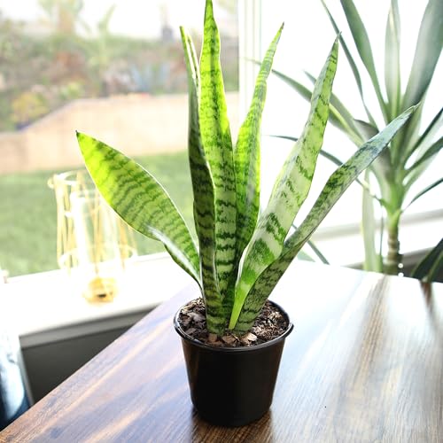 Plants for Pets Live Snake Plant, Sansevieria Zeylanica, Indoor House Plant in Pot, Mother in Law Tongue Sansevieria Plant Live, Potted Succulent Plant, Fully Rooted Houseplant in Potting Soil by Plants for Pets - Image 5