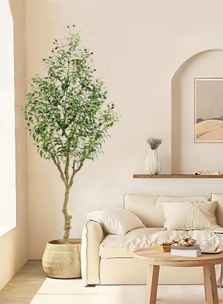 Green Olive tree A