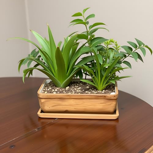Lasaki Rectangle Shaped Antique with Tray Rec003 Ceramic Planter | Mini Flower Plant Container/gamla for Indoor, Outdoor, Garden Decoration, Balcony & Office - Image 4