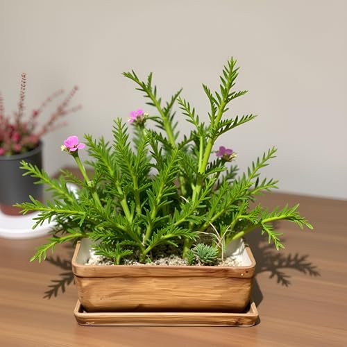 Lasaki Rectangle Shaped Antique with Tray Rec003 Ceramic Planter | Mini Flower Plant Container/gamla for Indoor, Outdoor, Garden Decoration, Balcony & Office - Image 3