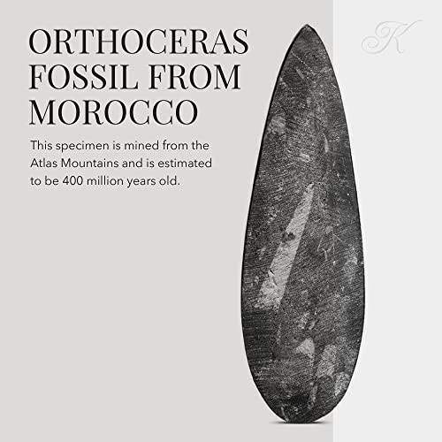 KALIFANO Authentic Natural Orthoceras Fossil - Extinct Cephalopod Shell from Morocco - Image 3
