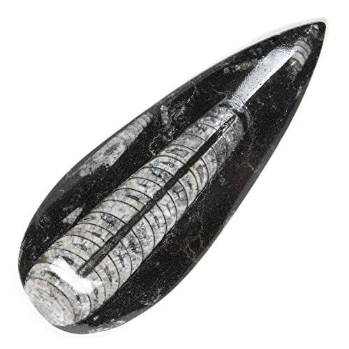 KALIFANO Authentic Natural Orthoceras Fossil - Extinct Cephalopod Shell from Morocco - Image 1