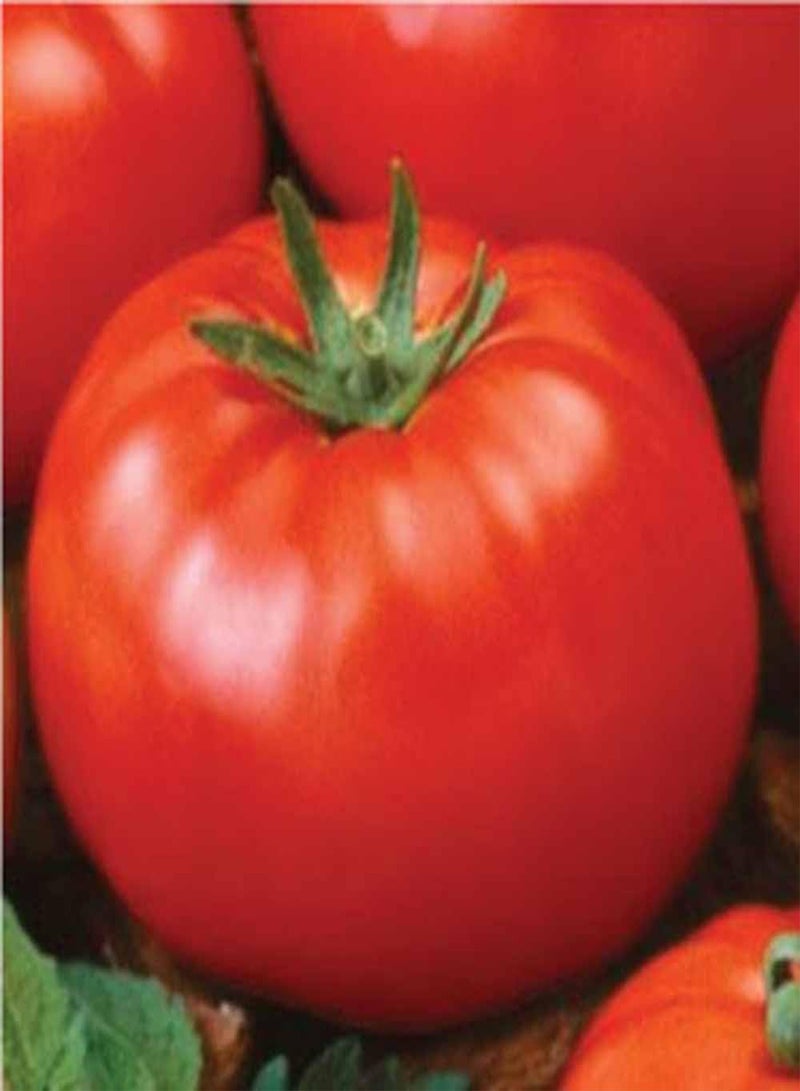 GGOOT Tomato, Ace 55 Tomato Seeds, 100 Seed Pack, Non-GMO, USA Product. Packed by - Image 2