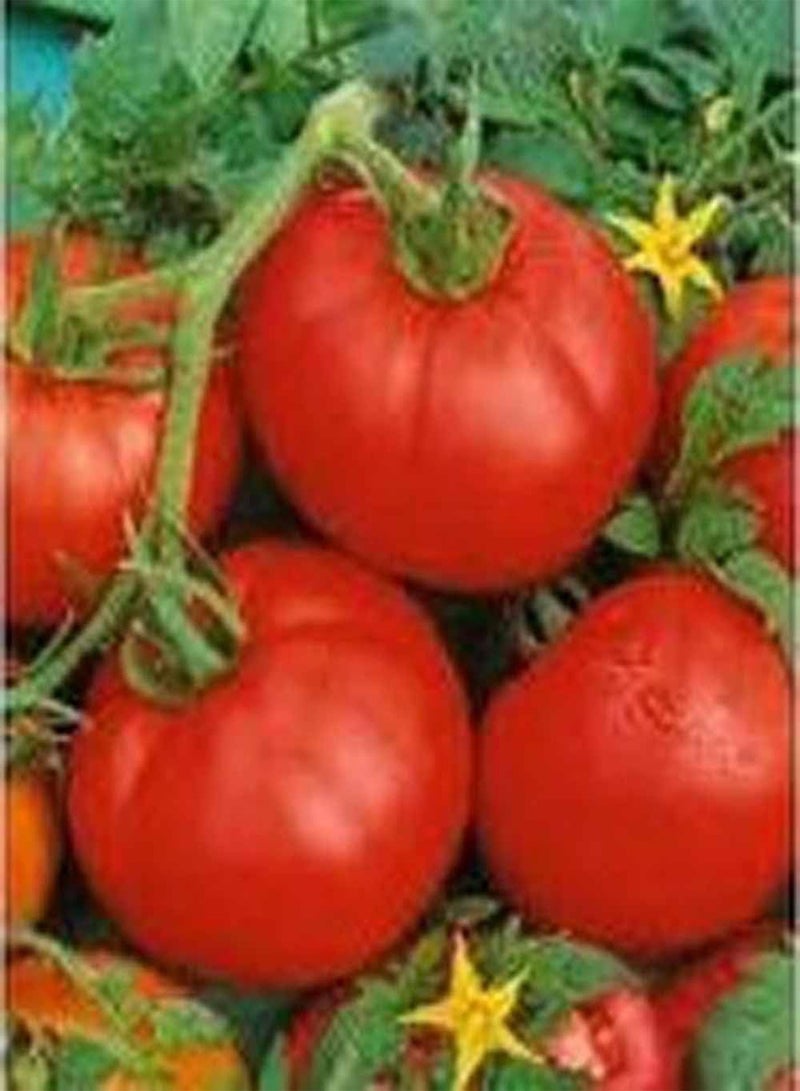 GGOOT Tomato, Ace 55 Tomato Seeds, 100 Seed Pack, Non-GMO, USA Product. Packed by - Image 1