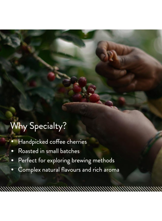 Blue Tokai Coffee Roasters Blue Tokai Coffee Silver Oak Cafe Blend | Medium Roast | French Press Coffee 250 G - Image 4