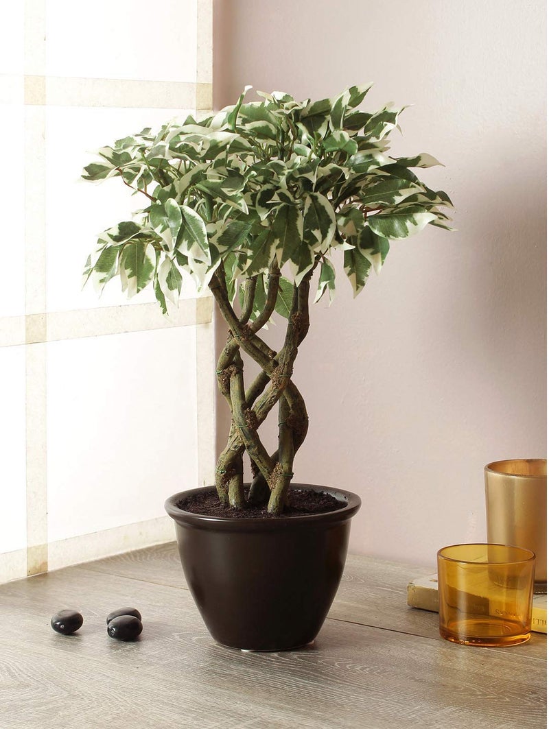 Fourwalls Artificial Ficus Bonsai Plant in a Ceramic Vase for Home and Office Decor 6 Stems 252 Leafs 41 cm Tall Mixed Material GreenWhite