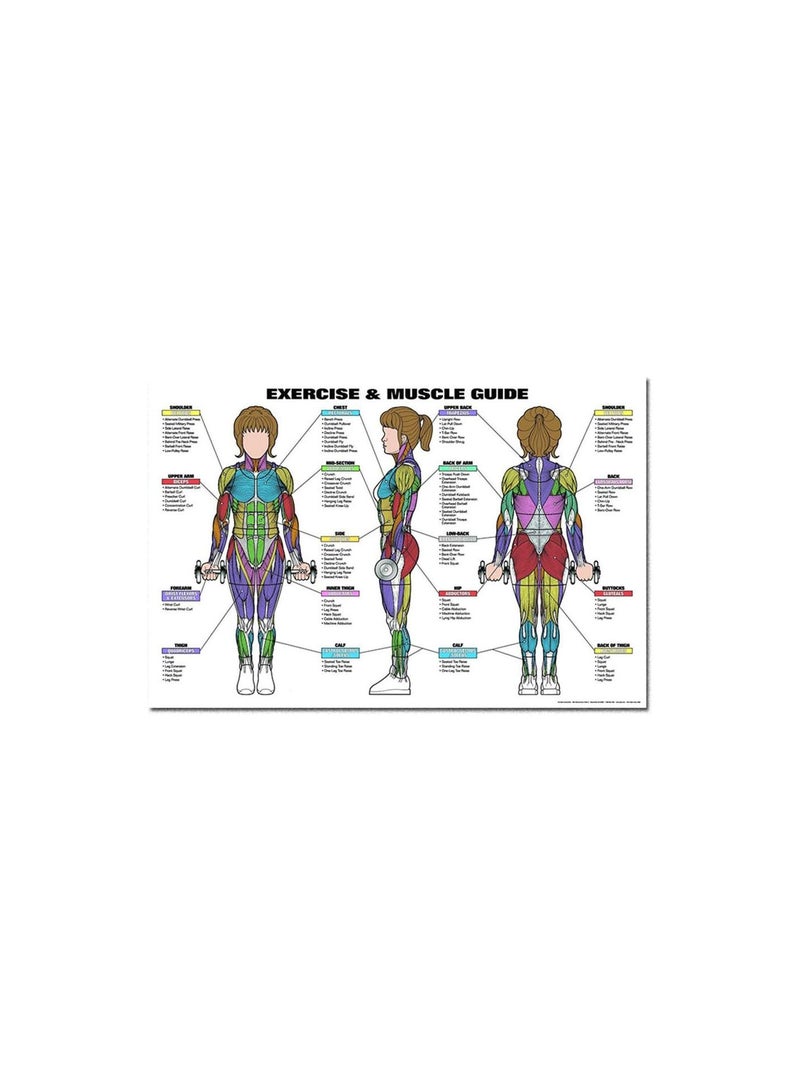 GGOOT Anatomical Poster Set - Laminated - Muscular, Skeletal, Digestive, Respiratory, Circulatory, Endocrine, Lymphatic, Male & Female Reproductive, Nervous System, Anatomy Chart Set - 19" x 27" - Image 2