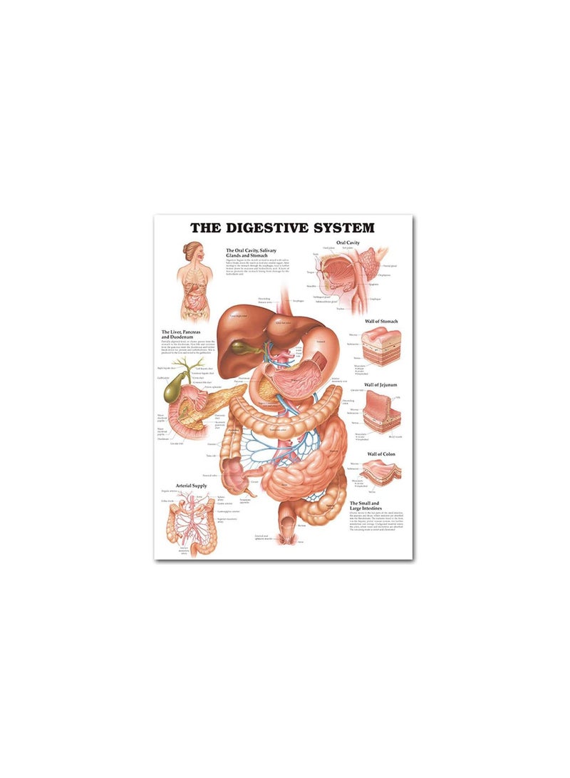 GGOOT Anatomical Poster Set - Laminated - Muscular, Skeletal, Digestive, Respiratory, Circulatory, Endocrine, Lymphatic, Male & Female Reproductive, Nervous System, Anatomy Chart Set - 19" x 27" - Image 1