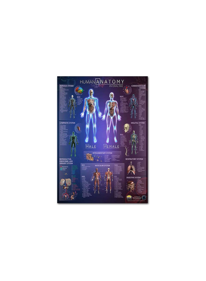 GGOOT Anatomical Poster Set - Laminated - Muscular, Skeletal, Digestive, Respiratory, Circulatory, Endocrine, Lymphatic, Male & Female Reproductive, Nervous System, Anatomy Chart Set - 19" x 27" - Image 3