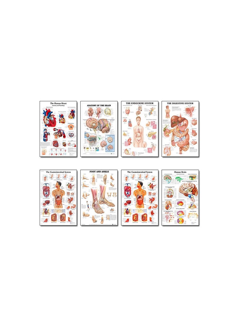 GGOOT Anatomical Poster Set - Laminated - Muscular, Skeletal, Digestive, Respiratory, Circulatory, Endocrine, Lymphatic, Male & Female Reproductive, Nervous System, Anatomy Chart Set - 19" x 27" - Image 4