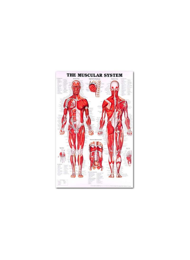 GGOOT Anatomical Poster Set - Laminated - Muscular, Skeletal, Digestive, Respiratory, Circulatory, Endocrine, Lymphatic, Male & Female Reproductive, Nervous System, Anatomy Chart Set - 19" x 27" - Image 5