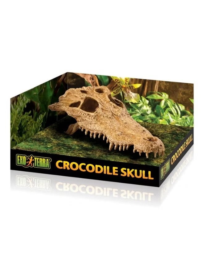 Exo Terra Crocodile Skull - pzsku/Z1C1B6EBA844C36B6F86BZ/45/_/1733914707/c2e62bf3-22c4-4800-a5d1-1846ca80a1ac