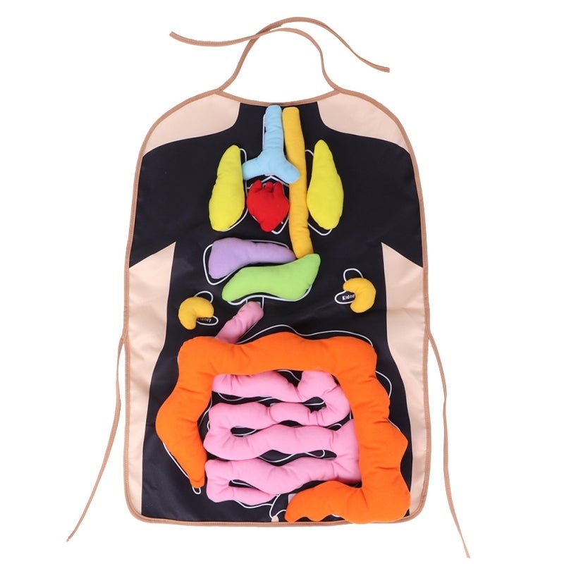 Human Body Organ Apron: Plush Stuffed Organ Design - DIY Anatomy Learning Apron for Kids Early Childhood Education & Classroom Teaching Aid - Image 2