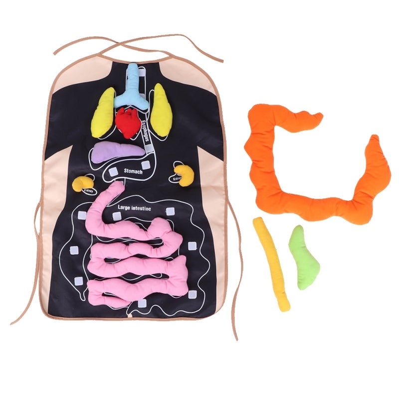 Human Body Organ Apron: Plush Stuffed Organ Design - DIY Anatomy Learning Apron for Kids Early Childhood Education & Classroom Teaching Aid - Image 1