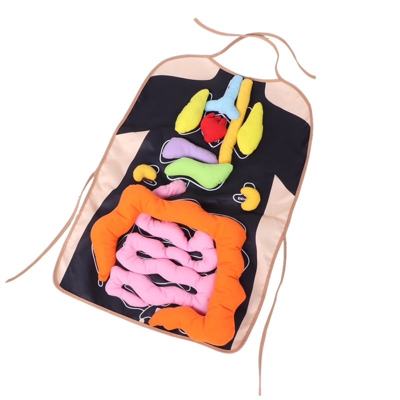 Human Body Organ Apron: Plush Stuffed Organ Design - DIY Anatomy Learning Apron for Kids Early Childhood Education & Classroom Teaching Aid - Image 3