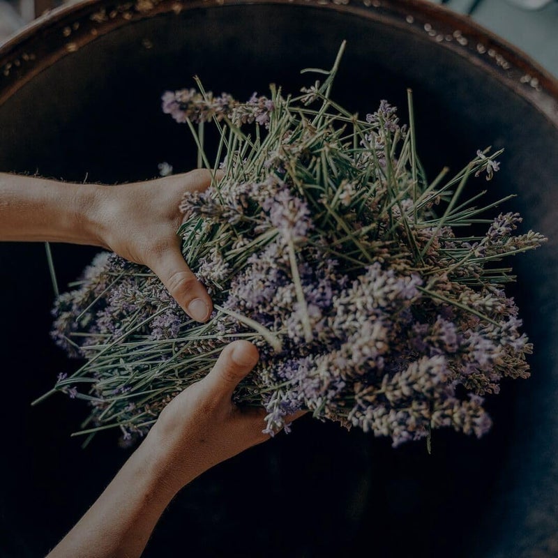 Alpine Provisions Natural Lavender Juniper Body Wash Hydrating Cleanser for Dry and Oily Skin with Jojoba Coconut Oil Extracts Vegan SulfateFree PlasticFree 169 fl oz - Image 3