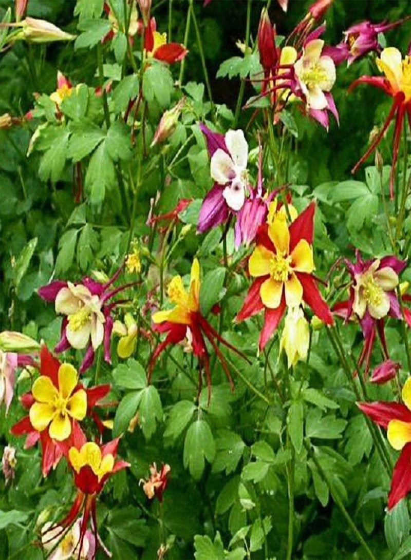 GGOOT 30Pcs/Bag Columbine Seeds Eco-Friendly Heat Intolerant Charming Cold Resistant Columbine Seeds for Home Columbine Seedling for - Image 4