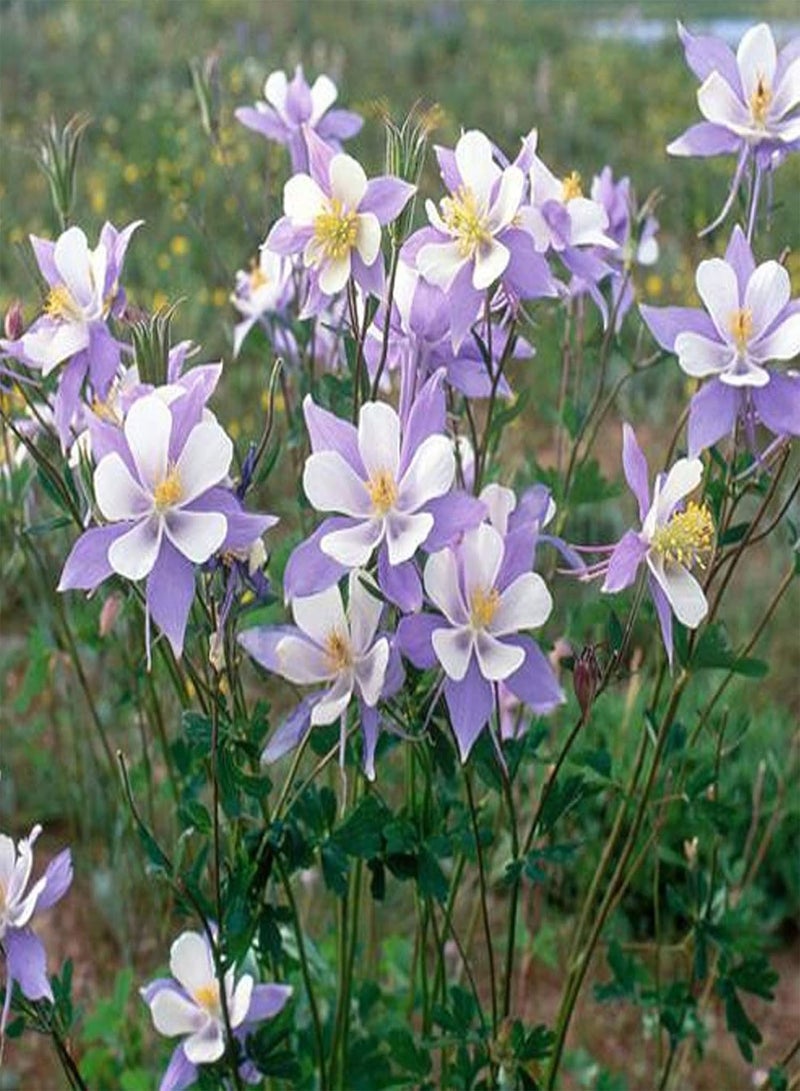 GGOOT 30Pcs/Bag Columbine Seeds Eco-Friendly Heat Intolerant Charming Cold Resistant Columbine Seeds for Home Columbine Seedling for - Image 1