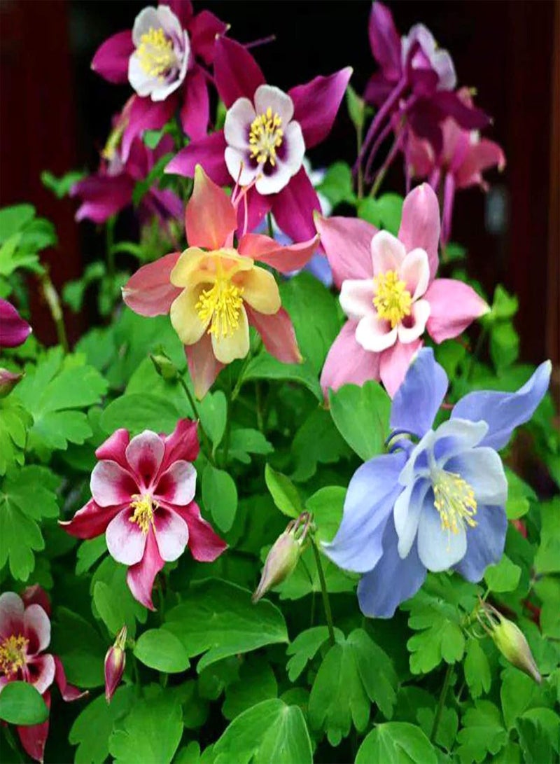 GGOOT 30Pcs/Bag Columbine Seeds Eco-Friendly Heat Intolerant Charming Cold Resistant Columbine Seeds for Home Columbine Seedling for - Image 5